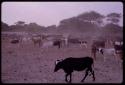 Herd of cattle waiting near Rapita's well