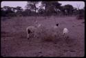 Little goats in a thorn bush