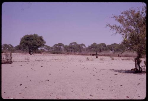 Distant view of cattle entering water at Urobitsi's place, with over-grazed sands in the foreground