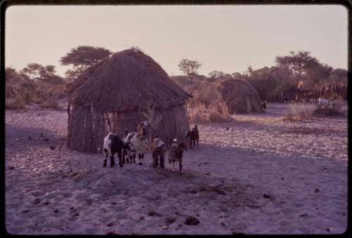 Goats standing near a hut