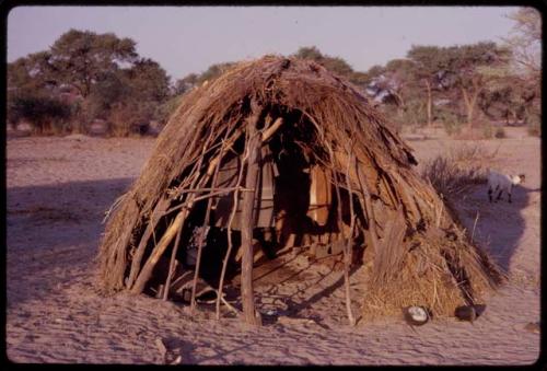 /Gaishay and /Khoa building a skerm inside of a hut