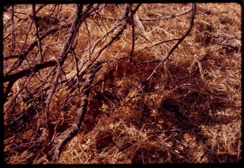 Bird's nest on the ground with eggs