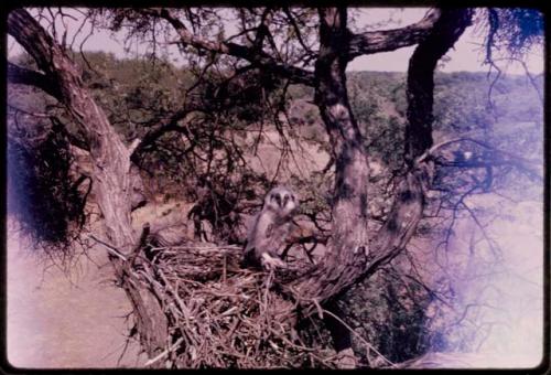 Owl sitting in a tree