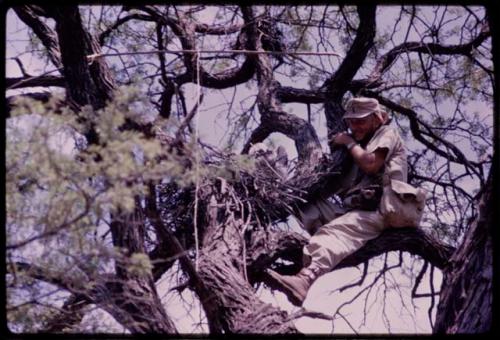 Wulf Haacke sitting by an owl on a tree