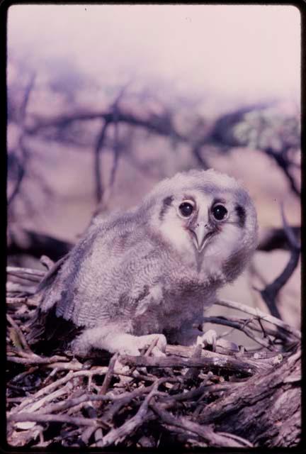 Owl, close-up