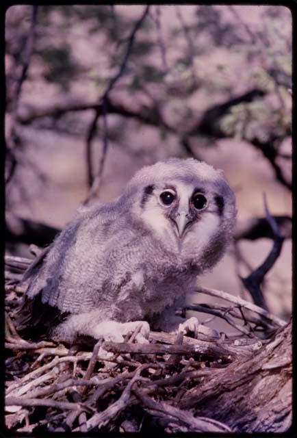 Owl, close-up