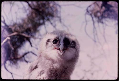 Owl, close-up