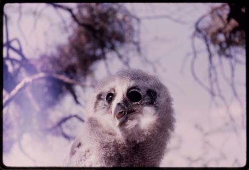 Owl, close-up