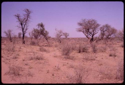 Cattle on dry flat land from a distance