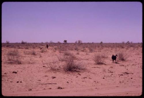 Distant view of dry flat land including a person, a skerm, and goats