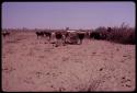 Herd of cattle at thorn kraal