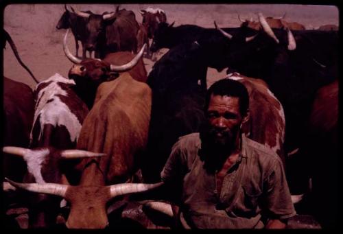 D/ao sitting, with cattle behind him