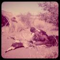 Skin: Man scraping a gemsbok skin