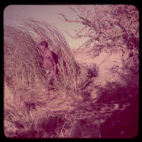 Walking: Man walking beside tall reeds at a waterhole