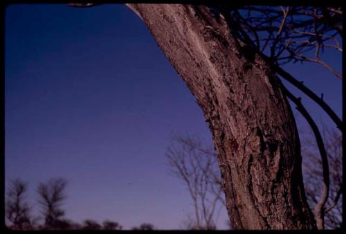 Tree sap on a tree trunk