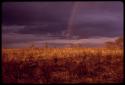 Veld under a cloudy sky with a rainbow