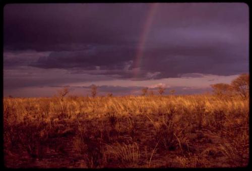 Veld under a cloudy sky with a rainbow