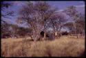 Expedition camp, distant view