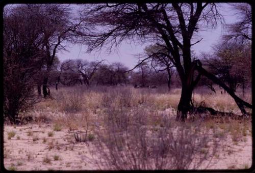 Wildebeest, distant view through trees