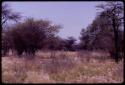 Wildebeest, distant view through trees