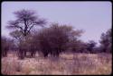 Wildebeest, distant view through trees