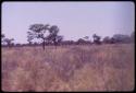 Hartebeest, distant view