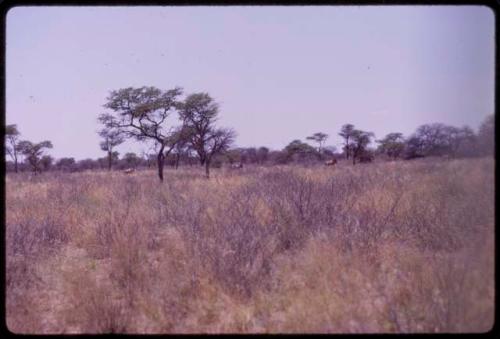 Hartebeest, distant view