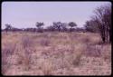 Hartebeest, distant view