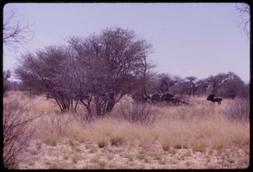 Wildebeest, distant view