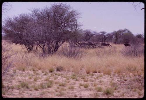 Wildebeest, distant view