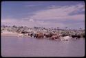 Cattle standing in water, drinking