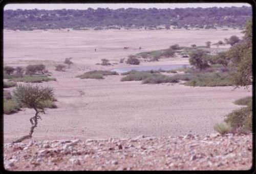 Person walking with three camels across a dry part of a pan, distant view