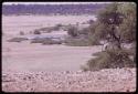 Person walking with three camels across a dry part of a pan, distant view