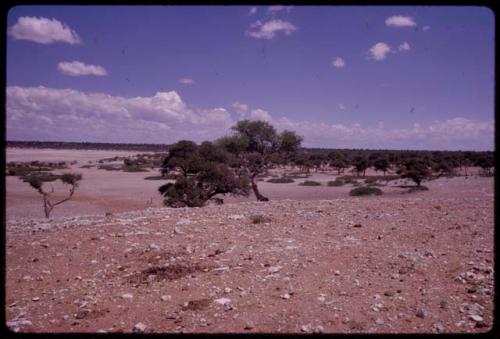 Trees along the edge of a pan