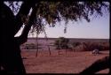 Pan, view from under a tree in the expedition camp