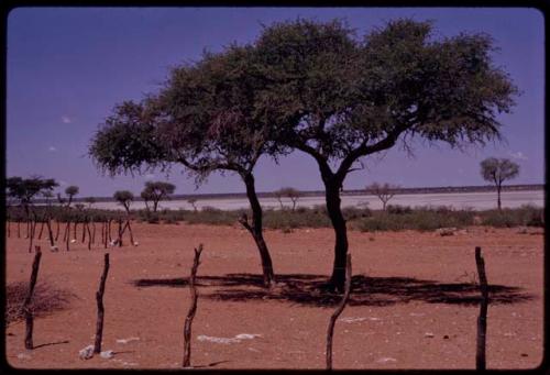 Fence in front of a tree, with a pan in the background