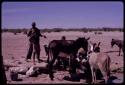 Man and boys with donkeys and goats at a waterhole