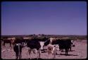 Cattle standing next to a waterhole, with buildings in the distance