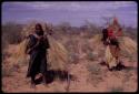 Women carrying coarse long grass to be used for thatch