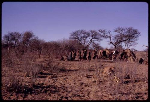 Women getting up to leave the singing circle at the end of a curing dance, distant view