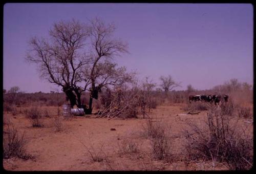 Petrol drums under a tree with objects hanging in it