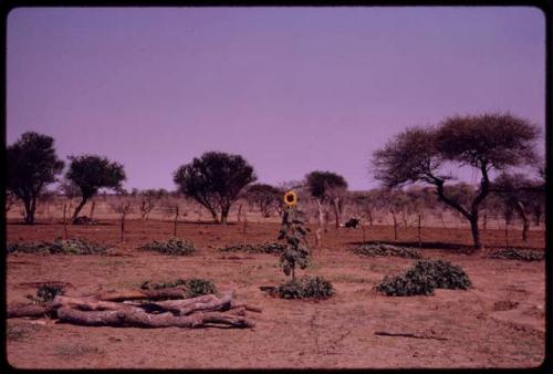 Sunflower on the way to Dekar, with trees in the background