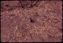 Nightjar sitting on her nest to shade her eggs from the sun