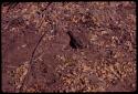 Nightjar sitting on her nest to shade her eggs from the sun