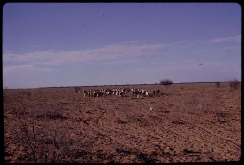 Distant view of a herd of goats