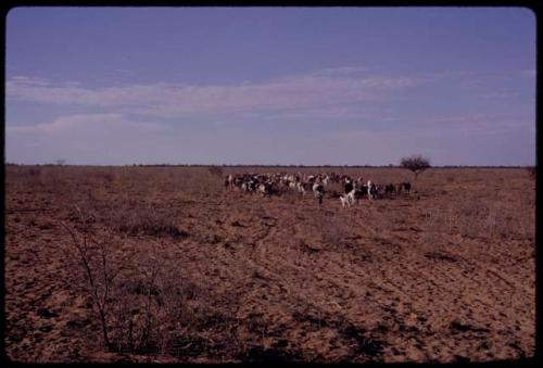 Distant view of a herd of goats