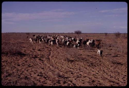 Herd of goats