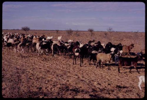 Distant view of a herd of goats