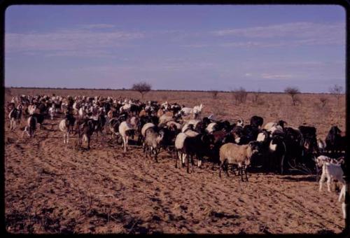 Herd of goats