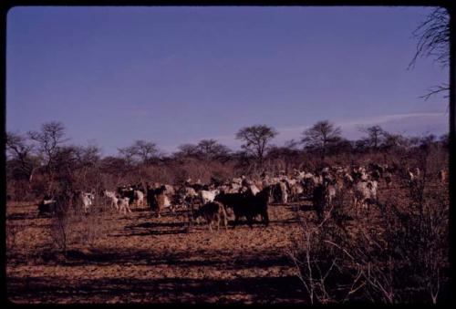 Herd of cattle